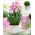 Tulipan Miss Elegance - opak. 5 szt.