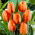 Tulipan pomarańczowy Orange - 5 cebulek