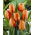 Tulipan pomarańczowy Orange - 5 cebulek