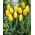 Tulipan żółty - Yellow - 5 cebulek