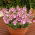 Diaskia Pink Queen - 450 nasion