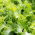 Endywia - mieszanka odmian - Baby Leaf - 900 nasion