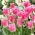 Tulipan Fancy Frills - 5 cebulek