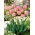 Tulipan Groenland - 5 cebulek