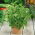 Bazylia cytrynowa - 325 nasion