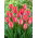 Tulipan Van Eijk - 5 cebulek