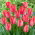 Tulipan Van Eijk - 5 cebulek