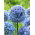 Czosnek błękitny - duża paczka! - 50 szt.