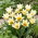 Tulipan niski Fostera - Concerto - 5 cebulek