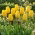 Tulipan żółty - Yellow - paczka XXL - 50 cebulek