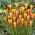 Tulipan Chrysantha - opak. 5 szt.