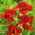 Liliowiec Double Firecracker
