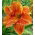 Liliowiec Spacecoast Freaky Tiki