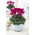 Cyklamen perski - Cyclamen persicum