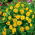 Melampodium - 40 nasion