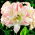 Hippeastrum, Amarylis, Zwartnica - Aphrodite - 1 cebula