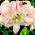 Hippeastrum, Amarylis, Zwartnica - Aphrodite - 1 cebula