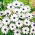 Osteospermum białe - 35 nasion