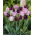 Good day - zestaw 2 odmian tulipanów - 40 szt.