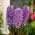 Hiacynt Purple Star - 3 cebulki