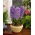 Hiacynt Purple Star - 3 cebulki