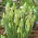 Szafirek zielony - Muscari Bellevalia Green Pearl - 5 szt.