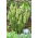 Szafirek zielony - Muscari Bellevalia Green Pearl - 5 szt.