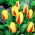 Tulipan Gluck - 5 cebulek