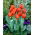 Tulipan Annie Schilder - opak. 5 szt.