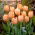 Tulipan Apricot Beauty - 5 cebulek