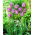 Tulipan Blue Aimable - 5 cebulek