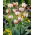 Tulipan Carnaval de Nice - 5 szt.