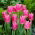 Tulipan China Pink - opak. 5 szt.