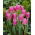 Tulipan China Pink - opak. 5 szt.