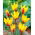 Tulipan Chrysantha - opak. 5 szt.