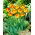 Tulipan Golden Nizza - 5 cebulek