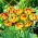 Tulipan Golden Nizza - 5 cebulek