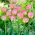 Tulipan Groenland - 5 cebulek