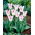 Tulipan Holland Chic - 5 cebulek