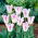 Tulipan Holland Chic - 5 cebulek