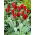 Tulipan Hollywood - opak. 5 szt.