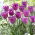 Tulipan Magic Lavender - 5 cebulek