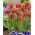 Tulipan Miami Sunset - opak. 5 szt.