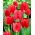 Tulipan Spring Song - opak. 5 szt.