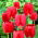 Tulipan Spring Song - opak. 5 szt.
