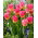 Tulipan Tom Pouce - opak. 5 szt.