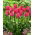 Tulipan Van Eijk - 5 cebulek