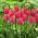 Tulipan Van Eijk - 5 cebulek