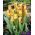 Tulipan Triumpha Washington - opak. 5 cebulek