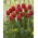 Tulipan czerwony Red - 50 cebulek - paczka XXL!
